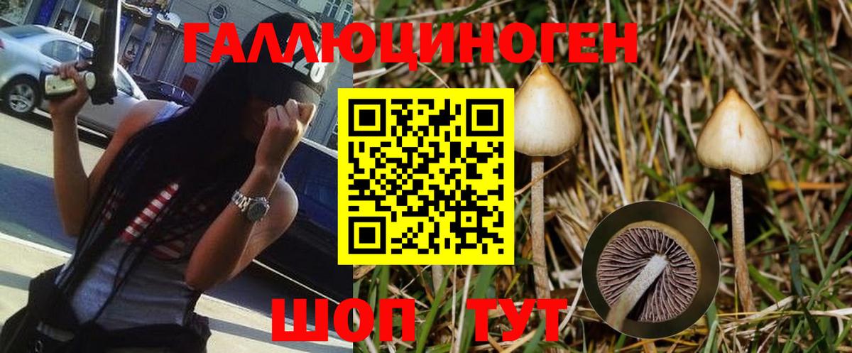Псилоцибиновые грибы Cubensis Лесной